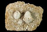 Fossil Crinoid (Cactocrinus) & Blastoid (Globoblastus) - Missouri #162684-1